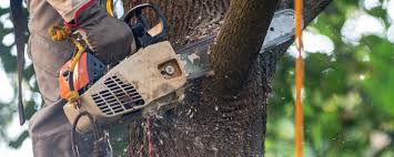 Why Choose Our Tree Removal Services in Summerdale, AL?