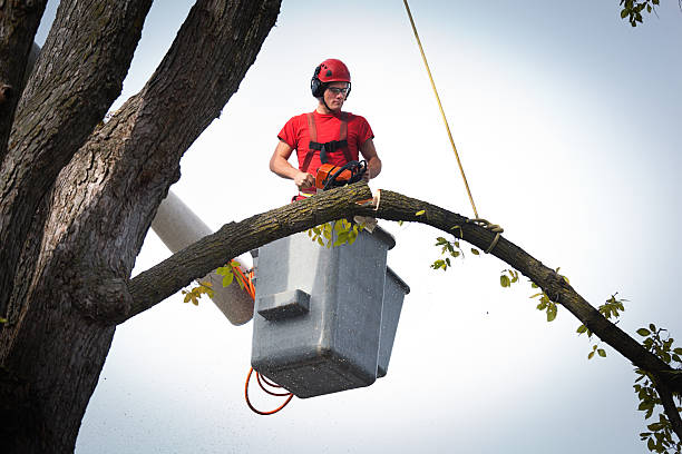 Summerdale, AL Tree Services Company